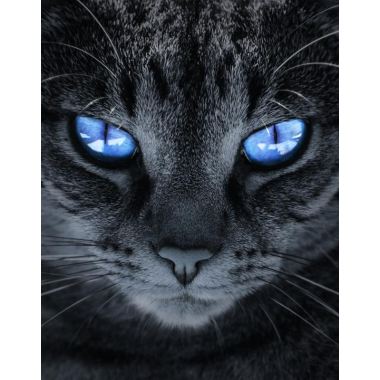 Kot z błękitnymi oczami